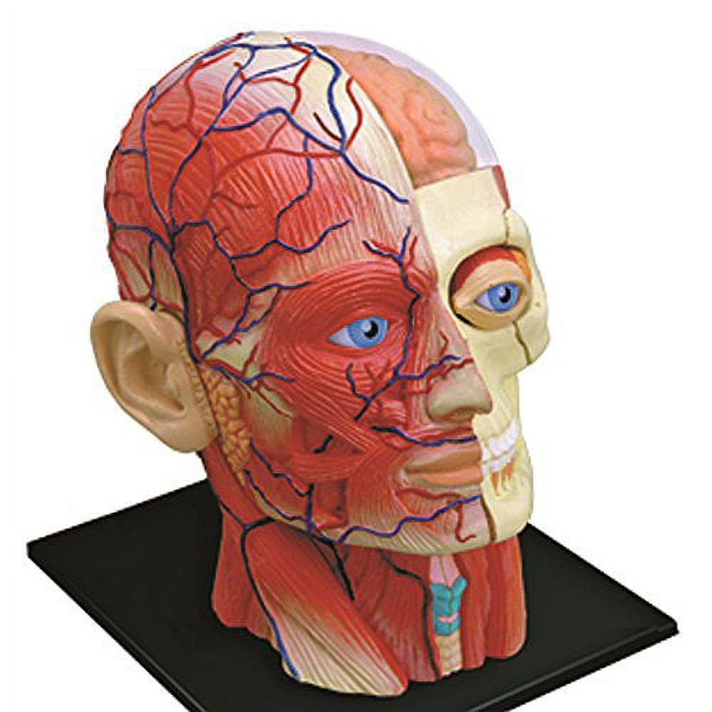 セブンイレブン 冬ギフト 2025 4D Vision Human Head Anatomy Model - Walmart.com その他