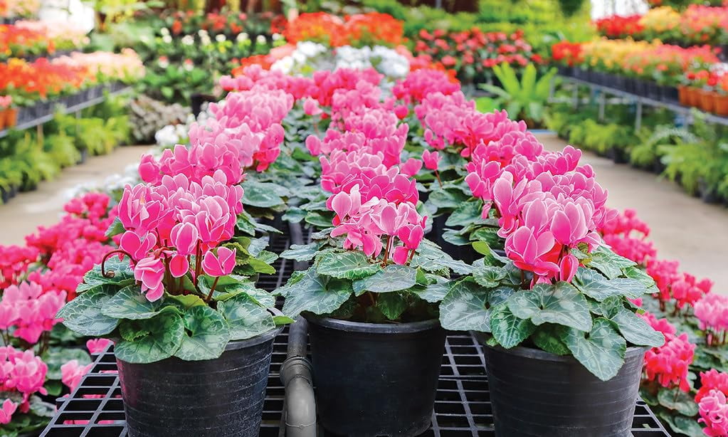 ⭐ Gardenera Labs Premium Potting Soil Blend for Cyclamen - The Ultimate Mix for Healthy, Vibrant, and Beautiful Flowers - 5 QUARTS