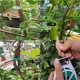 thumbnail image 5 of sweethay Accesorios de amarre retorcido para jardinería, Cables fijos universales para plantas, cables para atar plantas DIY, accesorio para cepillado de Jardín y Patio 100 metros sweethay TO005251-02, 5 of 6