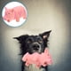 thumbnail image 3 of KAKOWELY Juguete para morder con forma de cerdo, juguete para perros agresivos, juguete chirriante de látex, juguete masticable para perros., 3 of 5