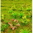 thumbnail image 5 of 90 Uds Mini modelo de árboles, plantas, flores, arbustos verdes, modelo de arbusto, plantas artificiales, modelo de tren, paisaje, arquitectura, modelo de flor, paisaje, 5 of 5