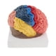 thumbnail image 5 of Cabeza con forma de cerebro Modelo de cerebro anatómico, coloreado para eso, 5 of 7