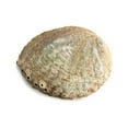 thumbnail image 2 of Abalone Shell Smudging Bowl Seashell Incense Burner, 5-6 Inches, 2 of 5