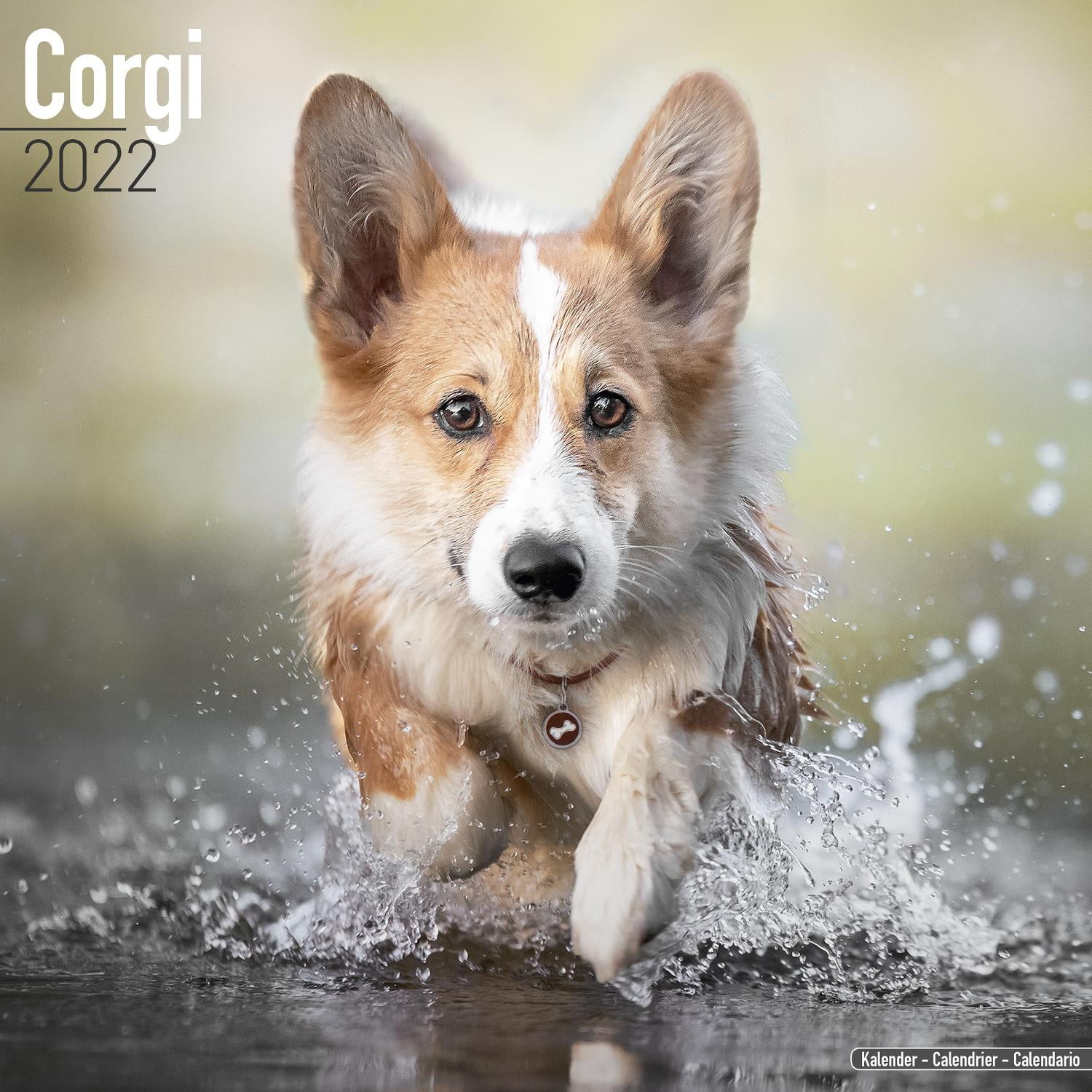 Corgi Puppy Christmas Countdown 2022 Corgi Wall Calendar 2022 - Walmart.com