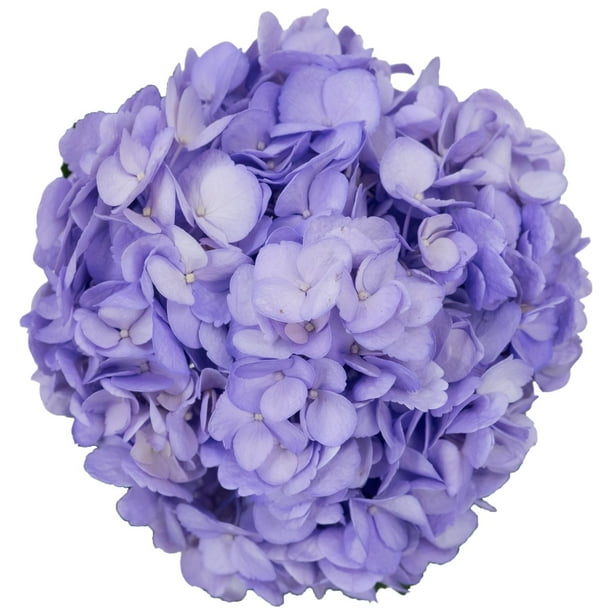 ☆hydrangea☆さま 専用です Member's Mark Color Enhanced Hydrangeas, Bridal Pink, 20
