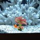 thumbnail image 1 of unbranded Artificial De Para Paisajismo En De Peces, 1 of 6
