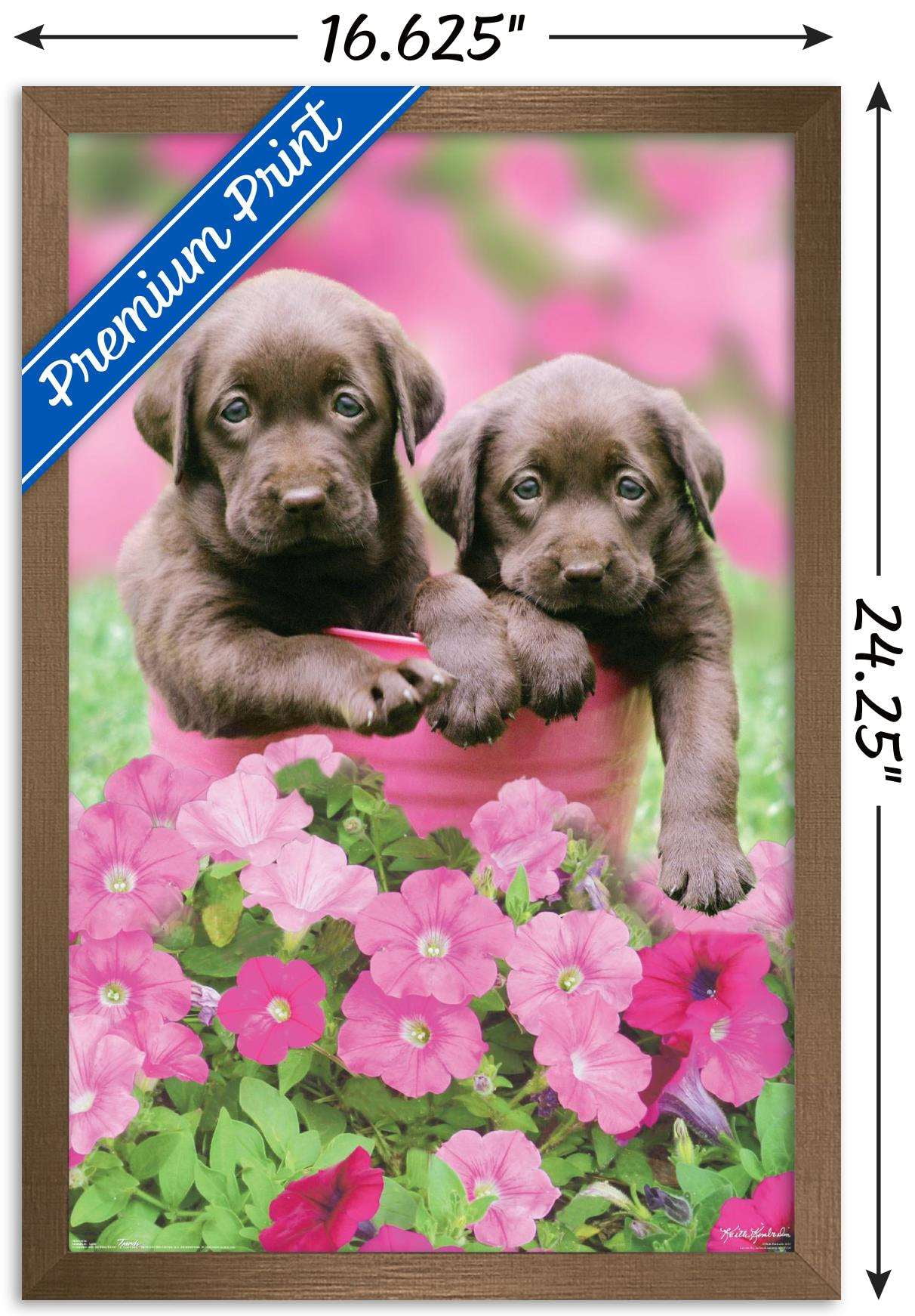Keith Kimberlin - Labs Wall Poster, 14.725" x 22.375", Framed