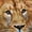 Serengeti Magic, variant on Diamond Dotz Lion Spy Animal Diamond Painting Kits for Adults - Diamond Art Kits a Relaxing Creative Craft Kit with Dotz Gems 7.1"x16.5"