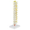 Human Lifesize 12 Thoracic Vertebrae Skeleton Model, Spine Model, Intervertebral Disc Model