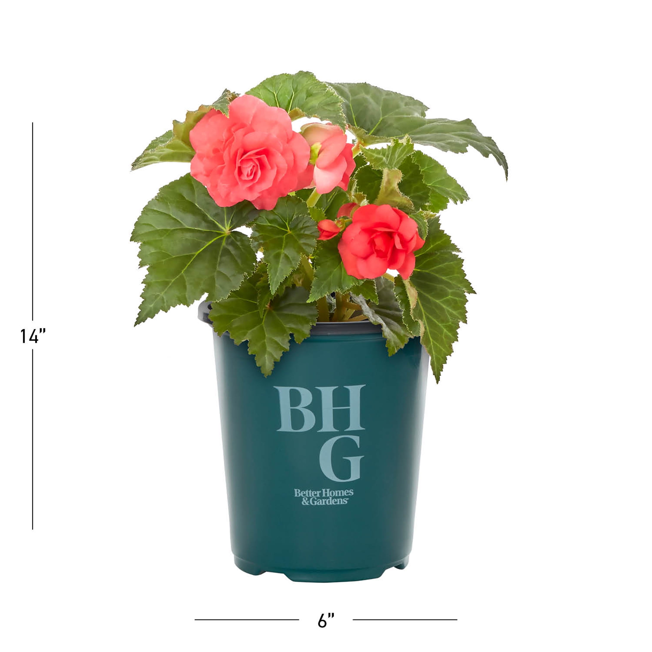Better Homes & Gardens Pink Begonia Live Annual Plant for Shade, 5-Pack