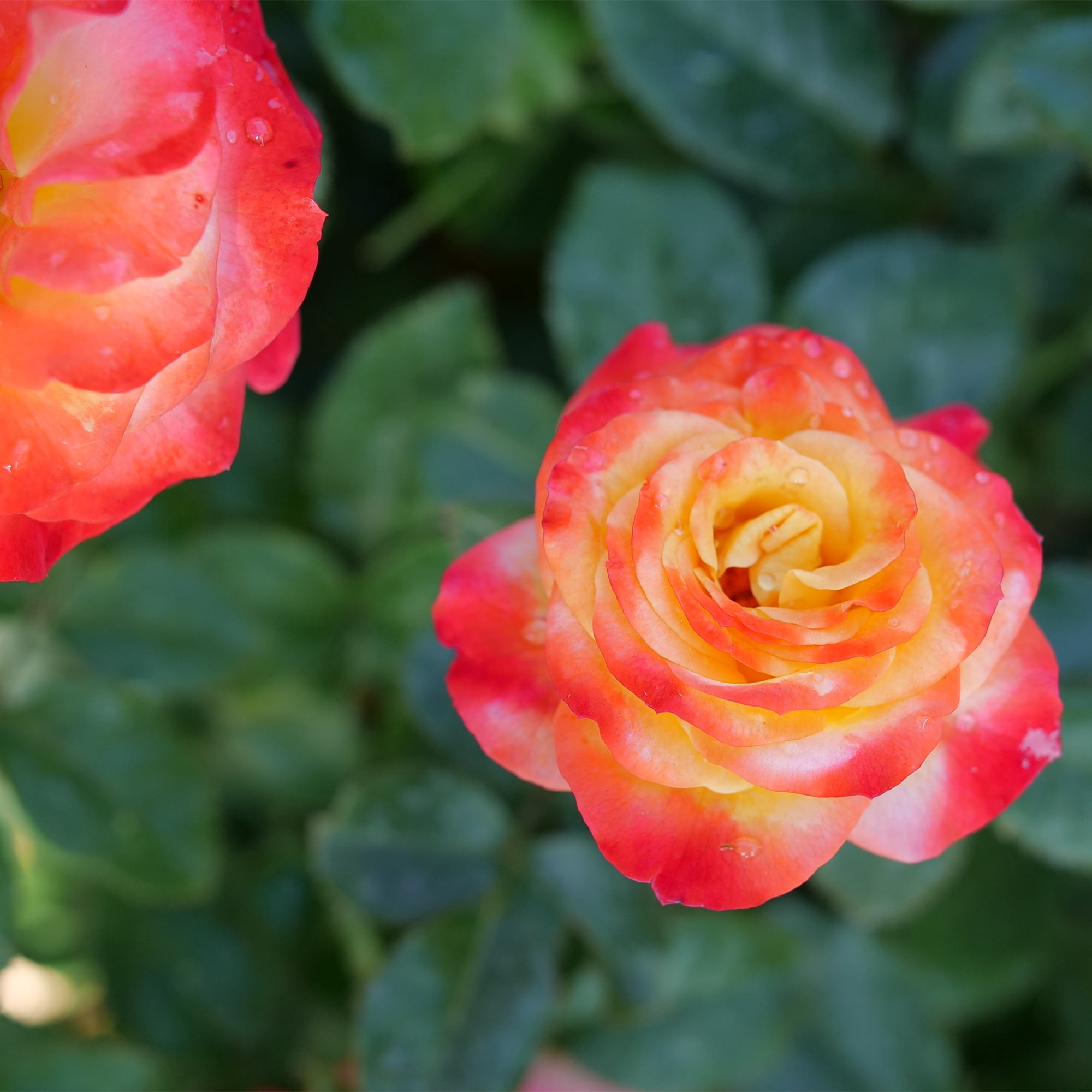 Proven Winners ColorChoice En Fuego Rose Live Shrub (2 Gallon)