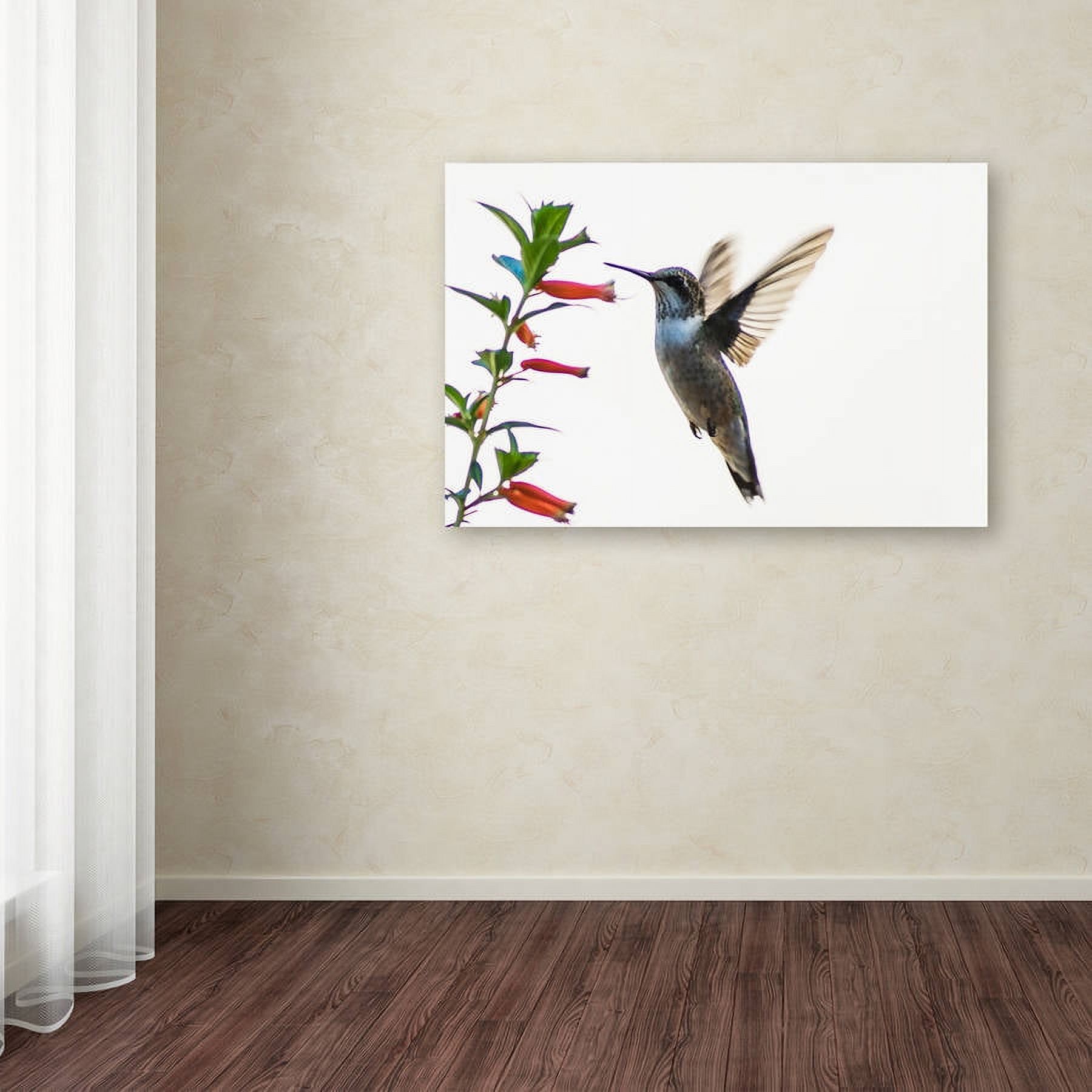 Trademark Fine Art "Frozen in Flight" Canvas Art by Kurt Shaffer