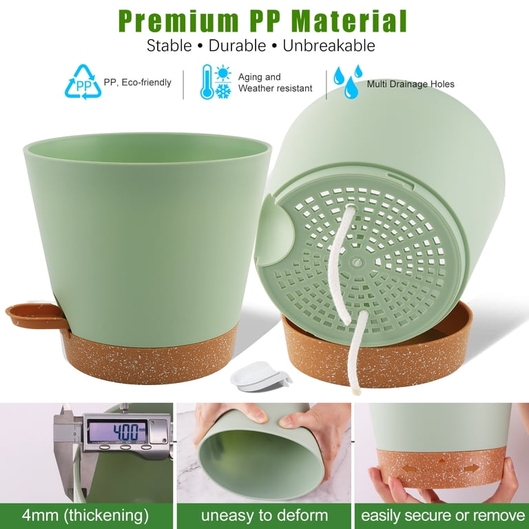 caring for an philodendron sodiroi Philodendron sodiroi