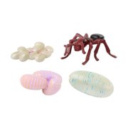 Ant Life Cycle Stages