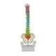 thumbnail image 1 of Modelo de vertebral humana Modelo anatómico con soporte Modelo de pelvis Modelo de esqueleto Médula espinal flexible para estudiantes de, 1 of 8