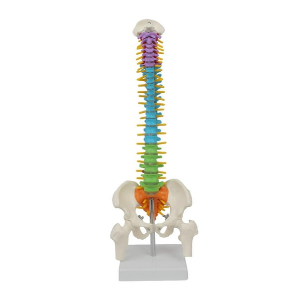 Modelo de humana, modelo de con soporte de exhibición, modelo anatómico de 45 vértebras coloridas flexibles