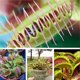 thumbnail image 3 of 100 Unids Venus Flytrap Semillas Plantación de Semillas de Plantas para Interiores Exteriores Balcón Jardín, 3 of 4