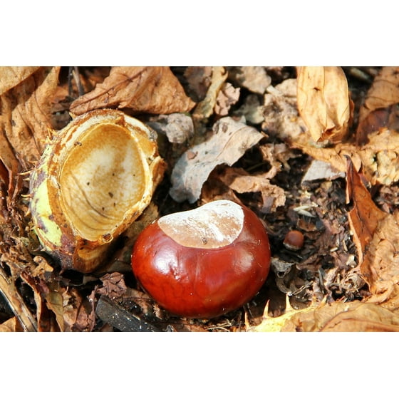Framed Art For Your Wall Buckeye Autumn Brown Chestnut Forest Ground Framed Art For Your Wall Buckeye Autumn Brown Chestnut Forest Ground 10x13 Frame Com