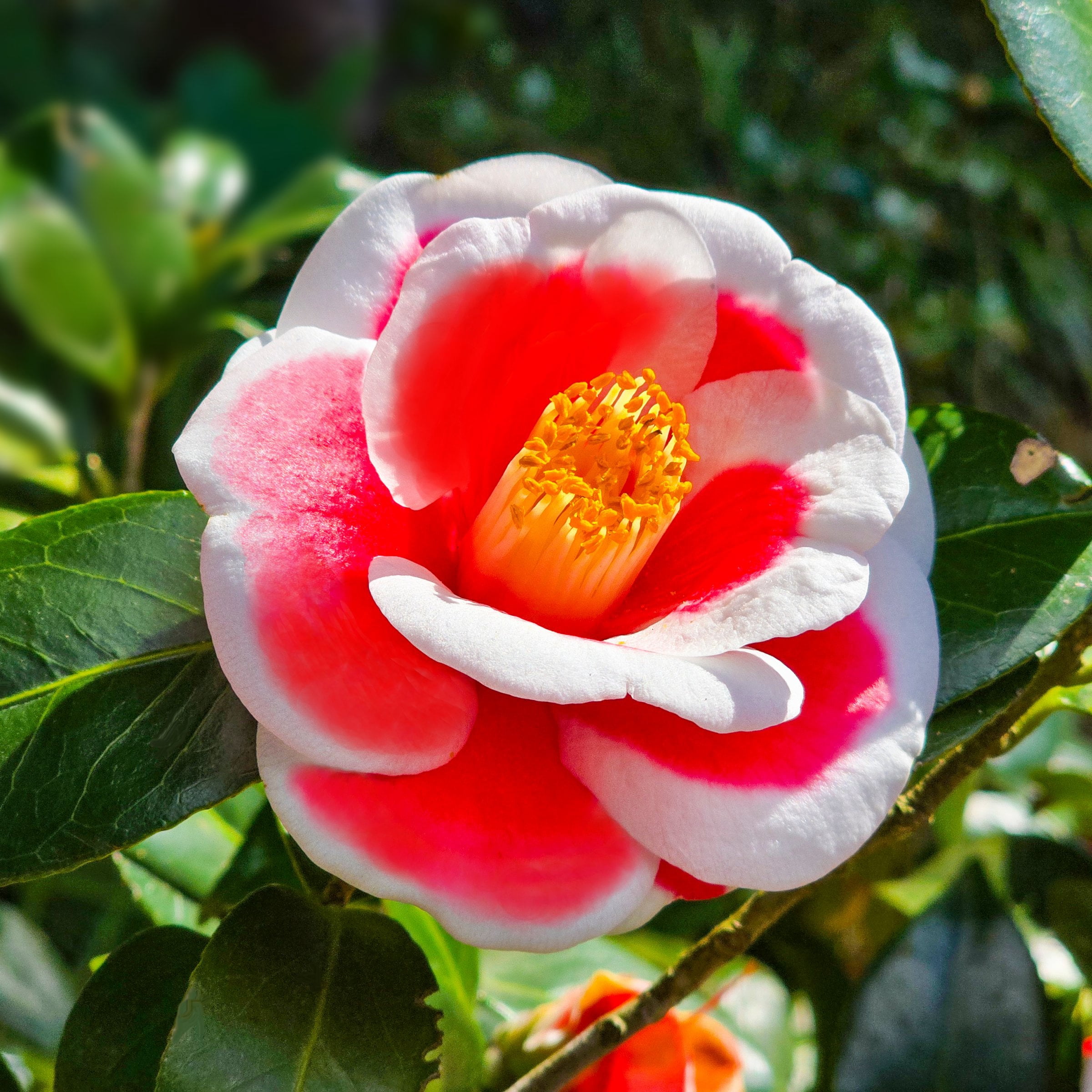 National Plant Network 3 gal. Camellia Japonica Sadaharu Oh Shrub
