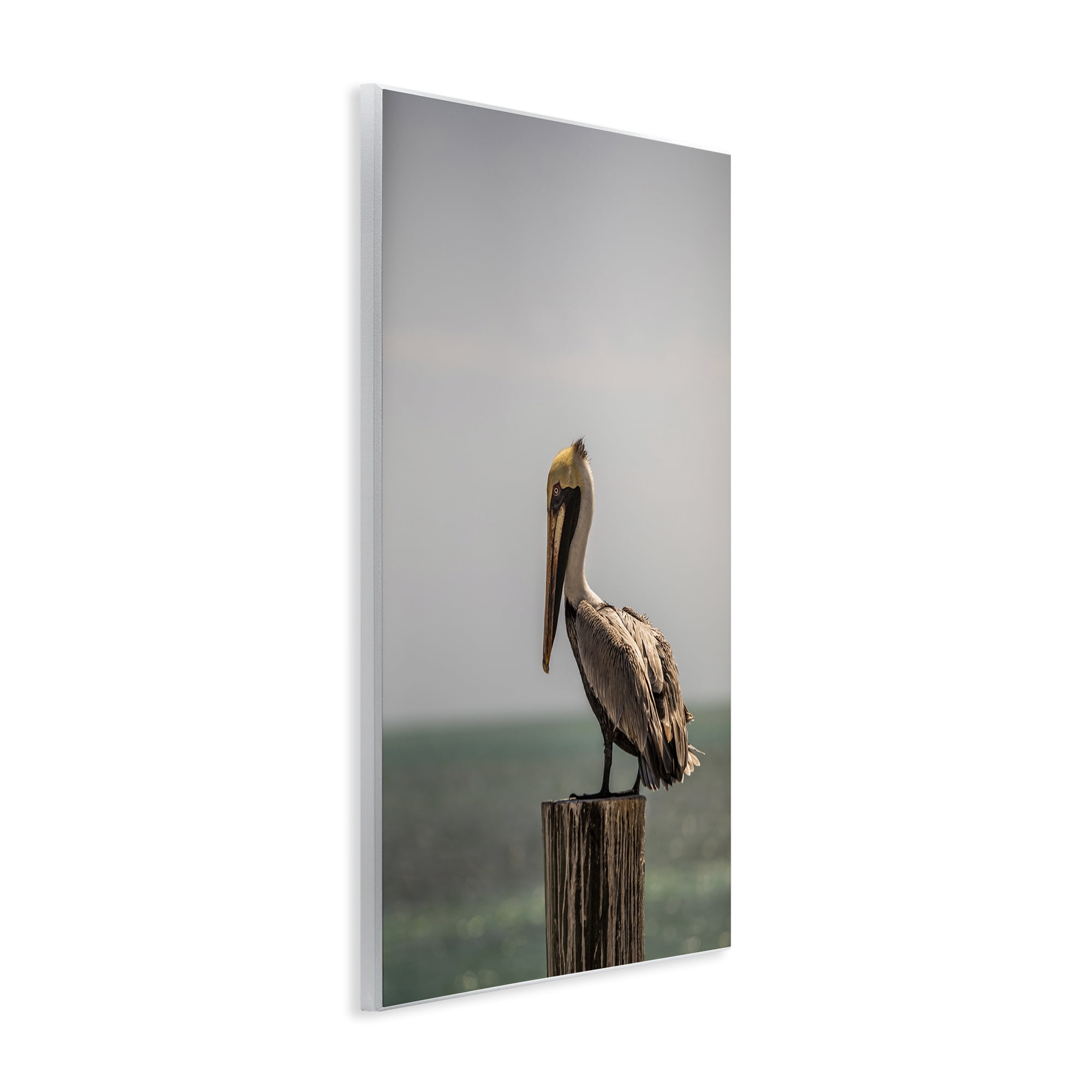 Stupell Industries Nautical Landscape Pelican Animals Photography Unframed Art Print Wall Art, 13 x 19