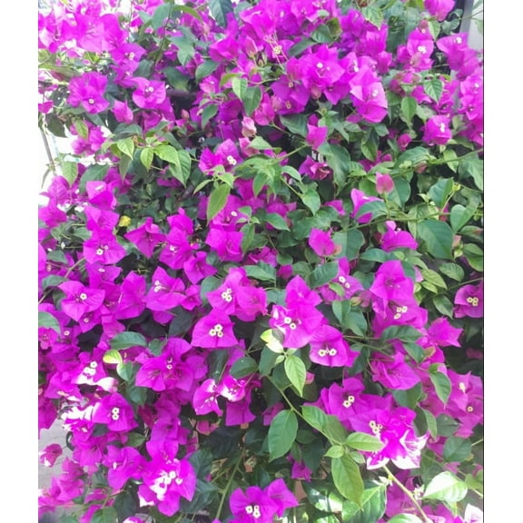 Set 2 Elizabeth Angus Bougainvillea Plants 4-7" Tall for Planting, Purple Bougainvillea Flower Plant, Flower Vine Plant Indoor Outdoor