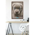 thumbnail image 6 of Keith Kimberlin - Puppy - Blue Eyes Wall Poster, 22.375" x 34", Framed, 6 of 6