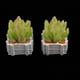 thumbnail image 5 of 10 Piezas de Plantas Suculentas Bonsai 1/12 Decoración de, 5 of 9