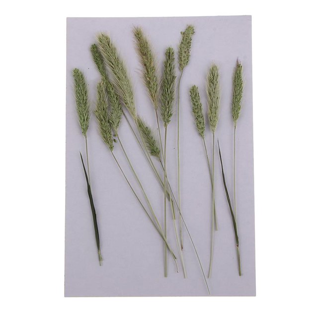 12 piezas de hierba de perro seca rústica Zulema Flores secas prensadas naturales