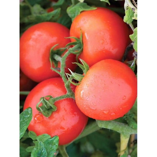 Jet Star Tomato F1 Treated Seeds