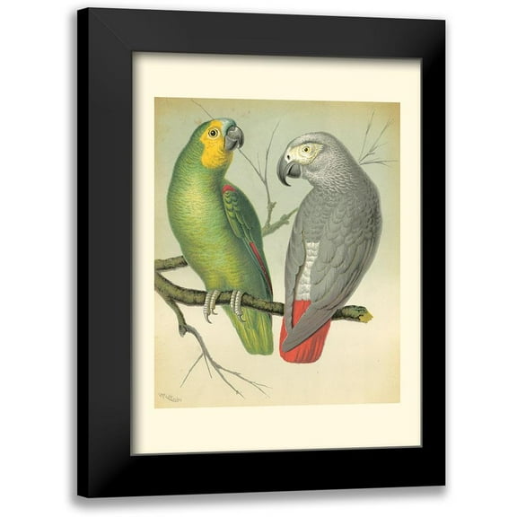 Cassell 11x14 Black Modern Framed Museum Art Print Titled - Cassells Parrots II