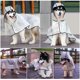thumbnail image 5 of Impermeable transparente para perros con capucha. Resistente al viento y al agua. Puños elásticos. Impermeable ajustable, apto para perros medianos y grandes (8XL)., 5 of 5