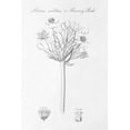 thumbnail image 2 of Wild Apple Portfolio 13x18 White Modern Wood Framed Museum Art Print Titled - Botany Book VII, 2 of 4