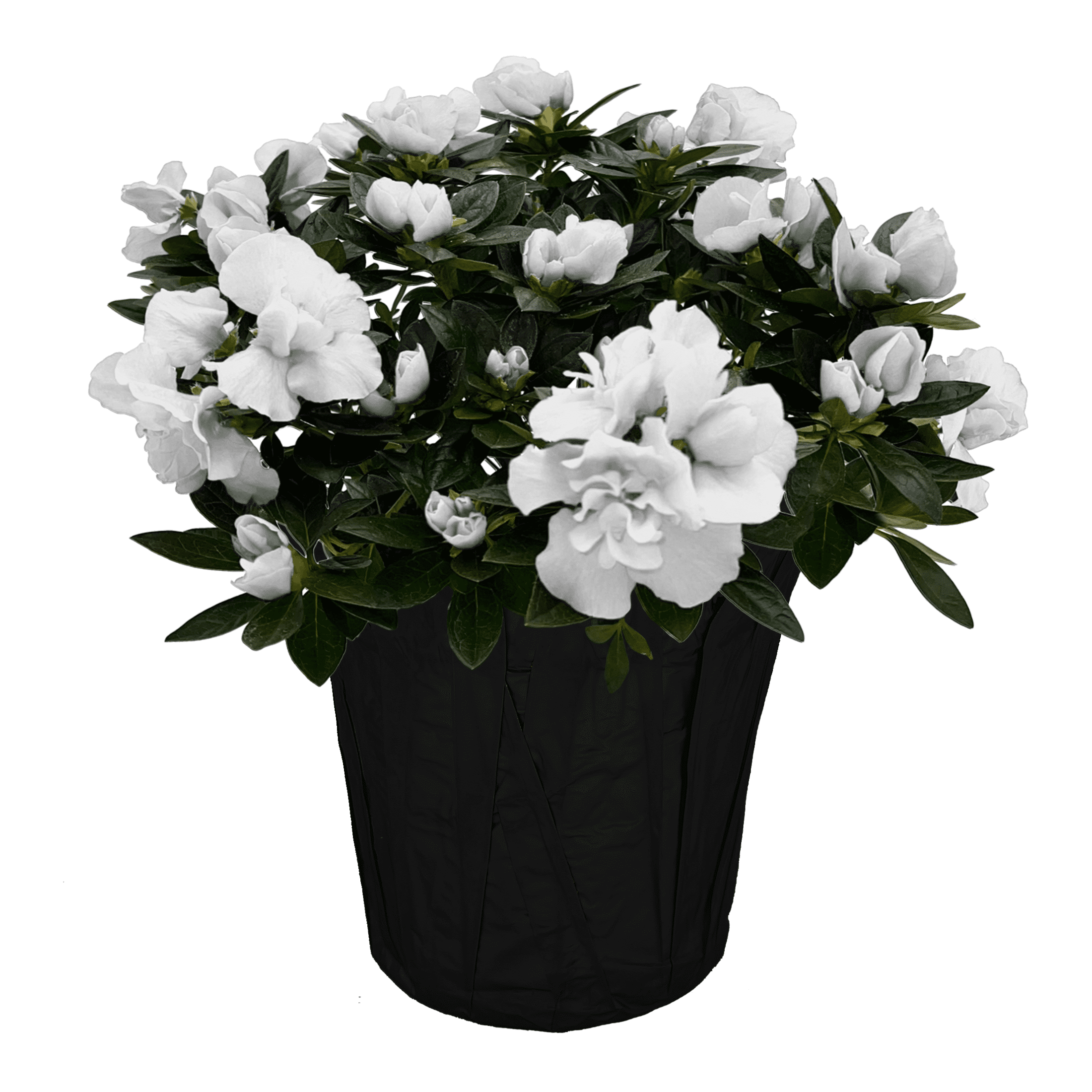 Better Homes & Gardens 6-Inch White Floral Azalea Live Plant