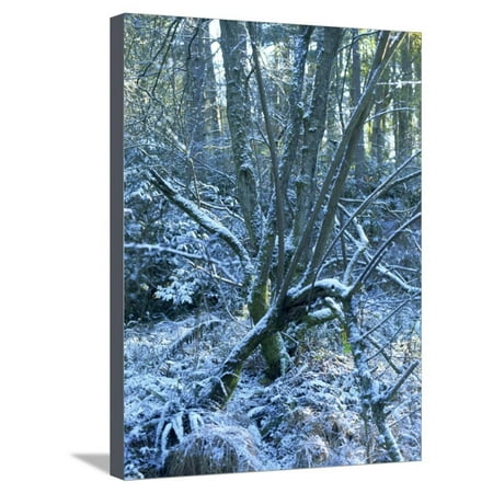 Snow on Boughs of Trees in Woods in February in Devon, England, United Kingdom, Europe Stretched Canvas Print Wall Art By Michael