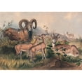 thumbnail image 2 of Joseph Wolf 24x18 Black Ornate Framed Double Matted Museum Art Print Titled: Vigne's Wild Sheep (1861-1867), 2 of 5