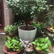 thumbnail image 2 of Billuyoard Picos de riego automáticos, maceta de jardín para el hogar, riego automático Jardín y Patio 12 piezas, 2 of 6