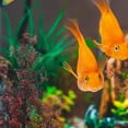 thumbnail image 5 of STRANDCHIC 2pcs Artificial Underwater Grass in Assorted Colors for Fish Tank Decoration with PE Ceramic Base, 5 of 5