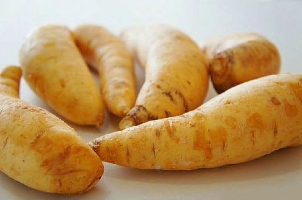 Andean Carrot Plant - Arracacha - Arracacia xanthorrhiza - 4" Pot