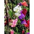 thumbnail image 3 of Earthcare Seeds - Sweet Pea Royal Family Mix 100 Seeds (Lathyrus Odoratus) Heirloom - Open Pollinated, 3 of 5