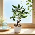 thumbnail image 4 of Artificial Money Tree Bonsai, 9.84 in Faux Potted Plants for Desk Shelf Office Bathroom Decor, Green, 4 of 6