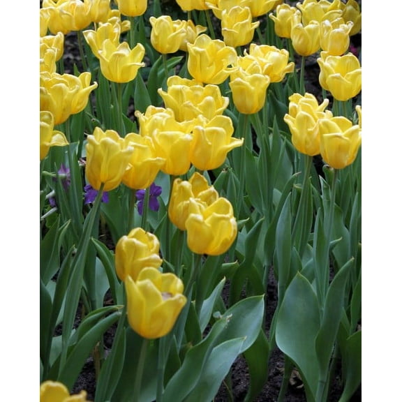 Daylily Nursery Golden Parade Tulip Plant Bulbs - (50 Count)