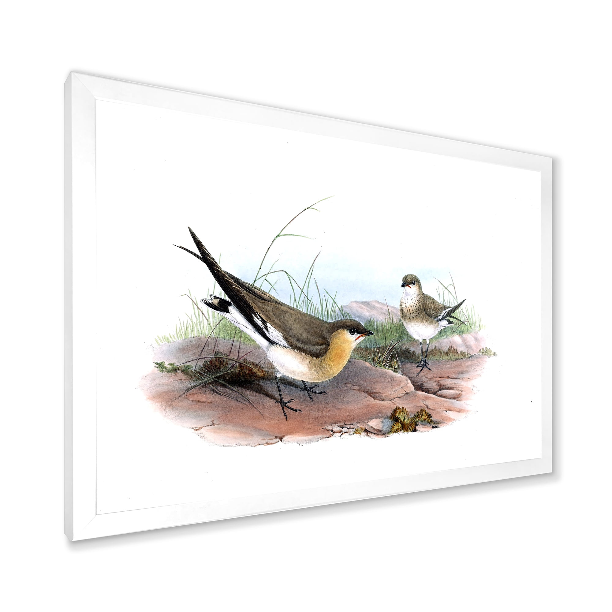 Designart 'Ancient Bird Illustration II' Farmhouse Framed Art Print