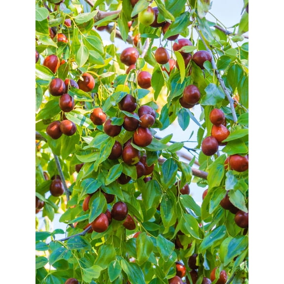 20 ASIAN DATE Jujube Ziziphus Spinosa Common Chinese Tsao Red Fruit Tree Seeds