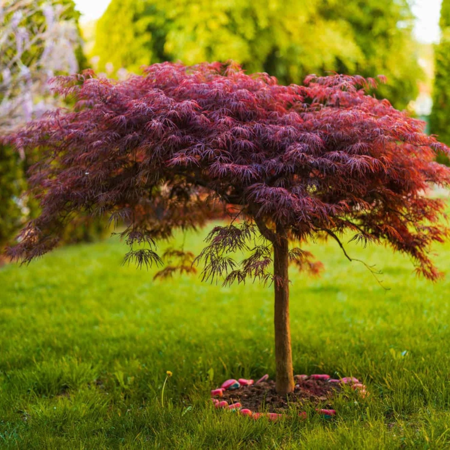 Expert Gardener 1-2' Magnolia Japanese Sunsation Live Tree in 1 gal. Grower Pot