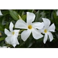 Island Bloom Mandevilla White live plant in 3QT Hanging Basket
