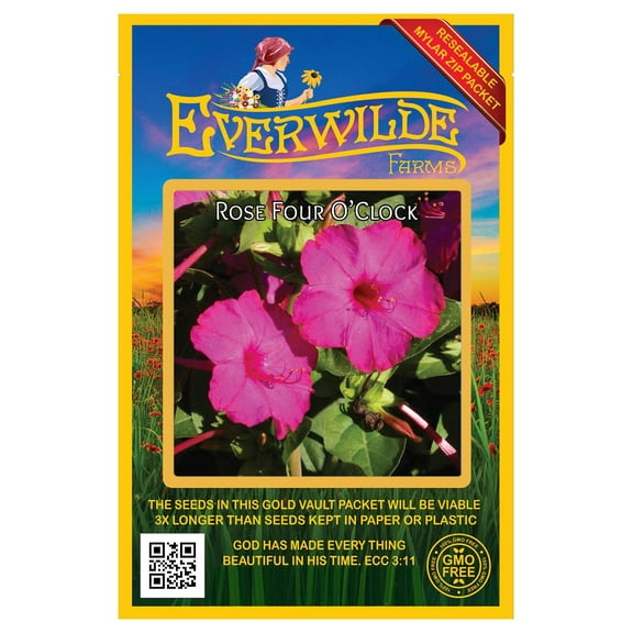 Everwilde Farms - 50 Rose Four O Clock Garden Flower Seeds - Gold Vault Jumbo Bulk Seed Packet