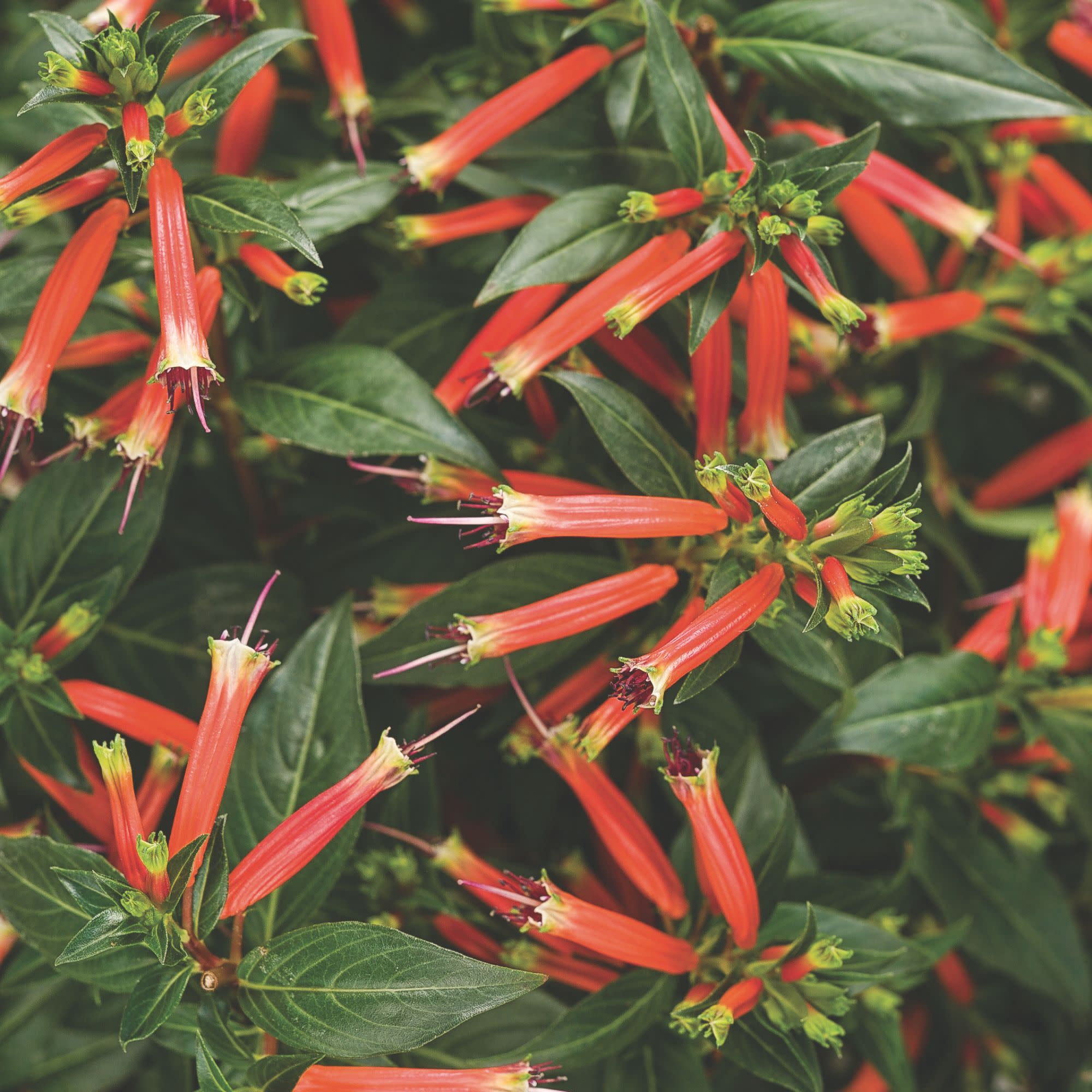 Proven Winners 4" Orange Vermillionaire Large Firecracker Plant Live Plant in 4.25" Pot (4 Count)