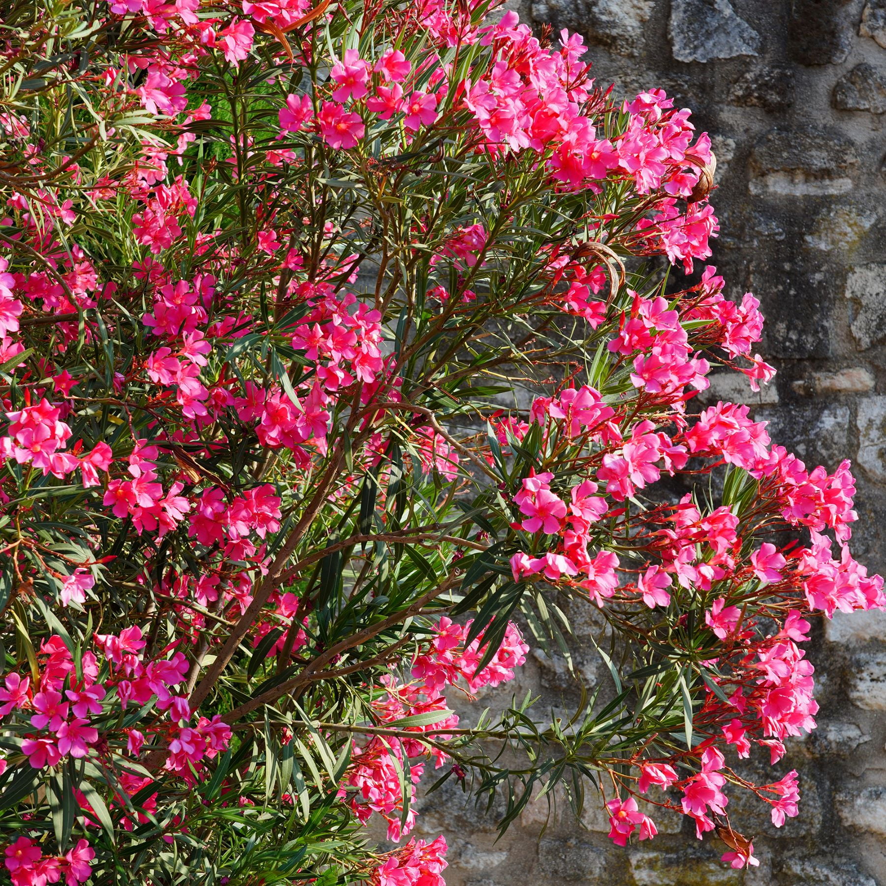 "Expert Gardener Nerium Oleander Hardy Pink, 15""-18"" Tall