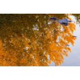 thumbnail image 1 of Autumn Reflections, 1 of 1