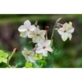 thumbnail image 5 of 100 Organic WHITE NICOTIANA Flowering Tobacco Nicotiana Alata Seeds, 5 of 8